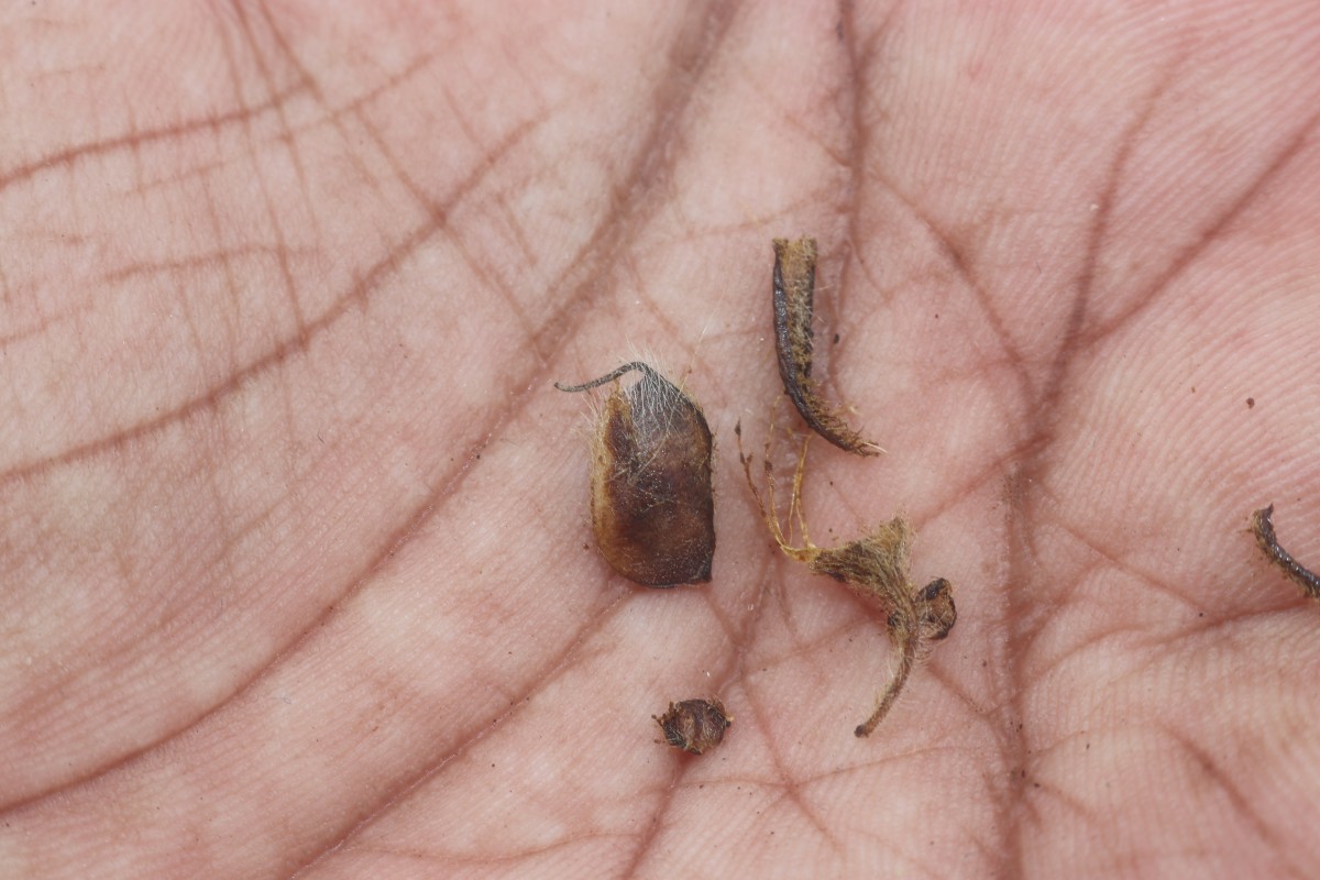 Crotalaria lunulata B.Heyne ex Wight & Arn.